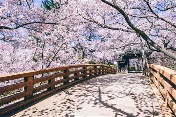 ■岐阜・名古屋発春爛漫日本三大桜の名所・高遠城址公園さくら祭りへ行く日帰りバスツアー春のメニュー牛すき焼き鍋と旬の筍ご飯のランチ付き!散歩や食を楽しめるおしゃれスポットくらすわの森へも立ち寄ります2